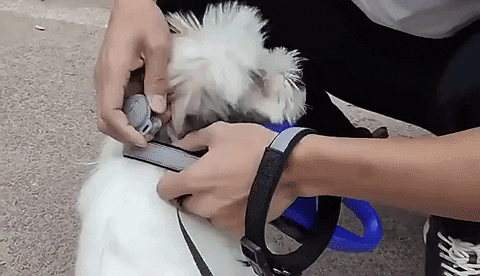 PawFinder Pro | Real-Time GPS Tracker for Dogs | Compact & Reliable