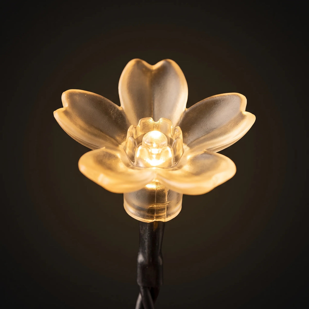 Outdoor Solar String Lights
