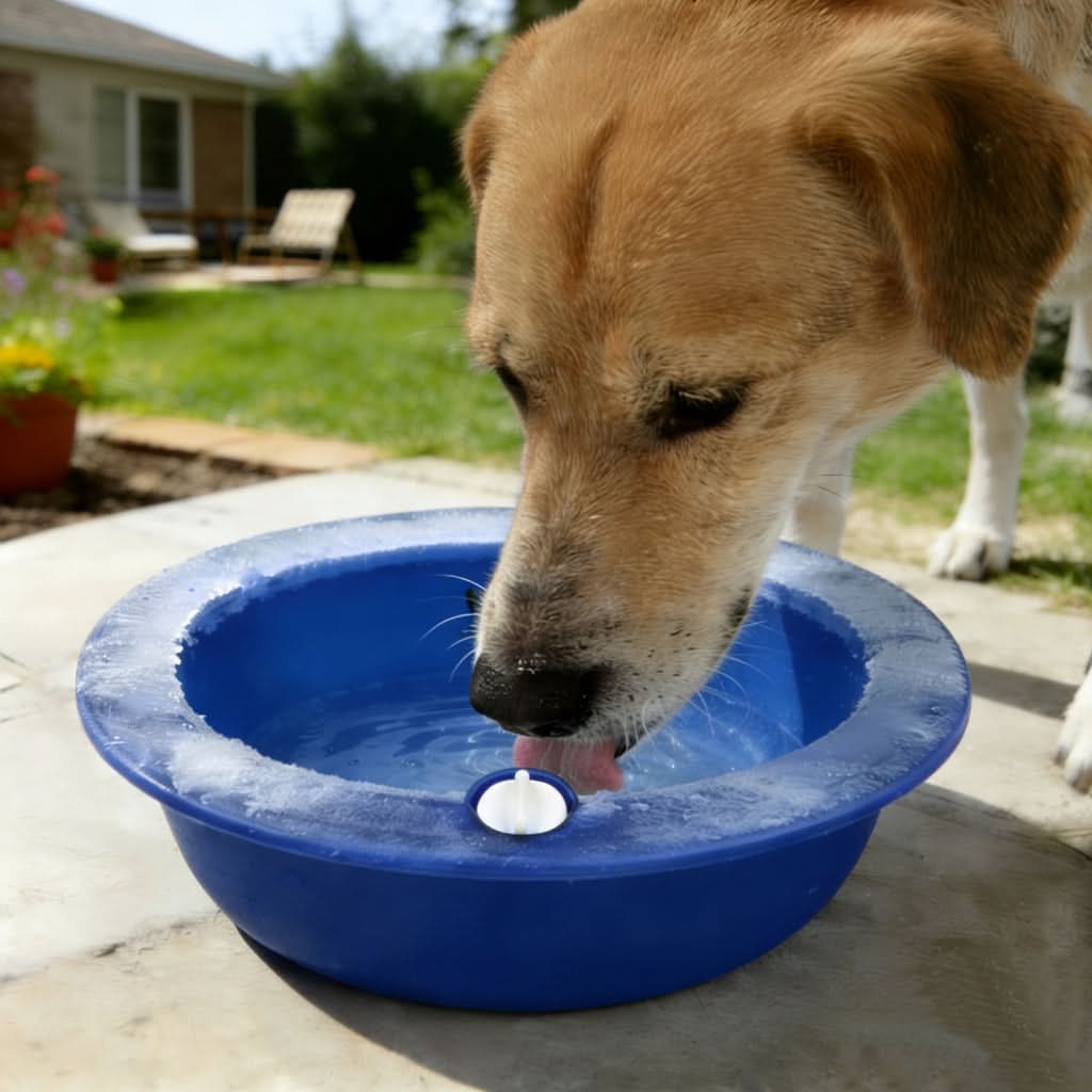 ChillWave – Ultimate Hydration Bowl for Pet Comfort