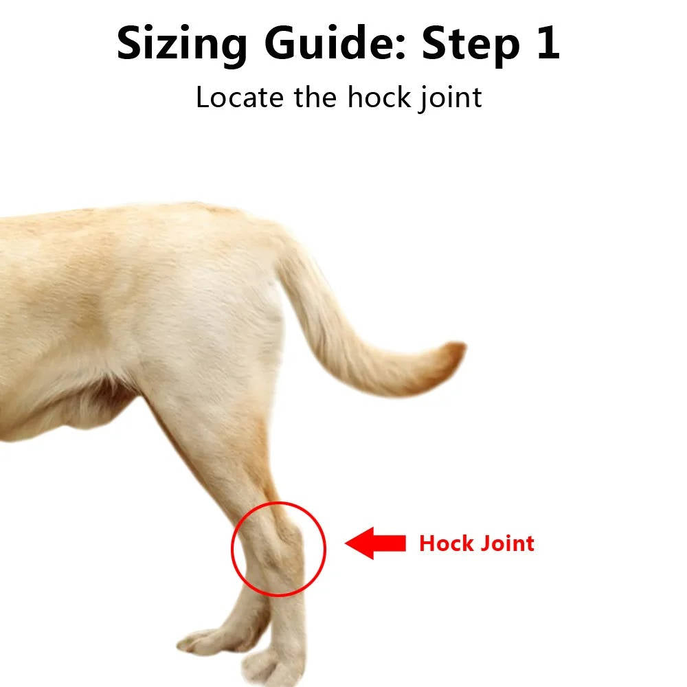 Canine Comfort Brace for Joint Support