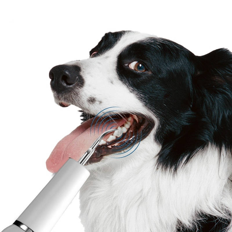 Gentle Home Dental Care Tool for Dogs