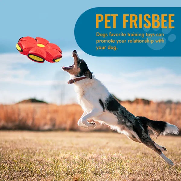 Bounce & Glow Frisbee Dog Plaything
