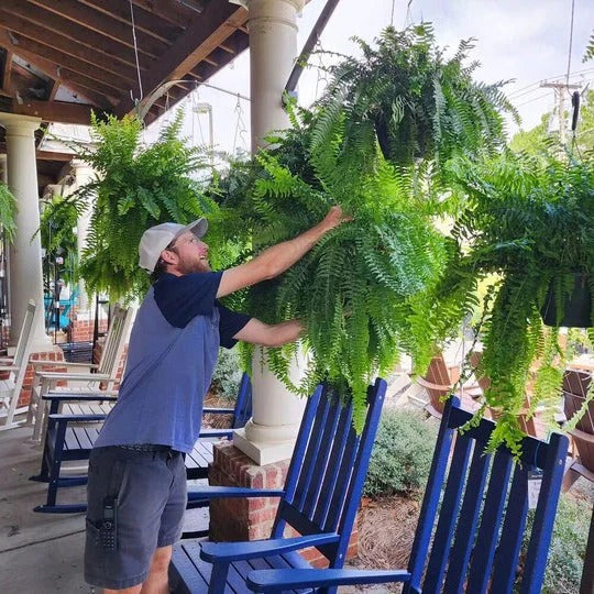 Evergreen Oasis Faux Fern – UV-Resistant Decorative Greenery with 18 Lush Fronds