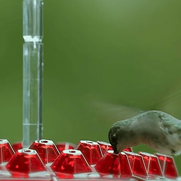 Deluxe Hummingbird Feeder with Integrated Ant Barrier