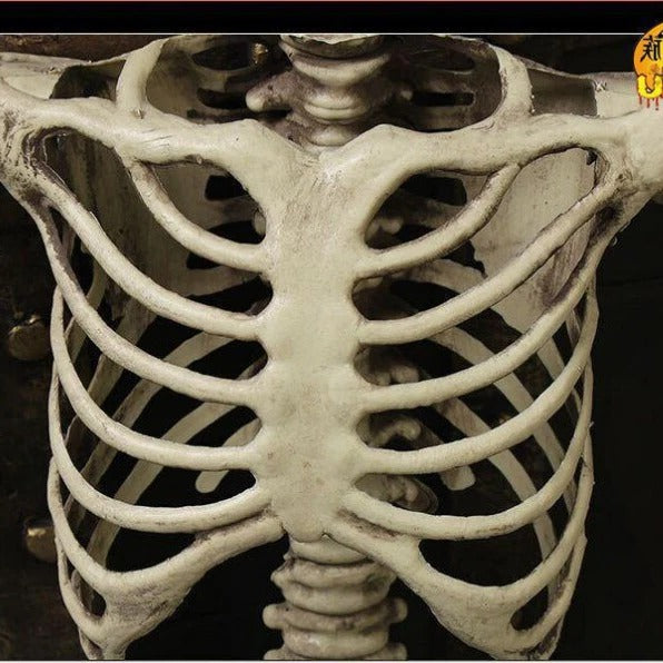 Realistic Life-Size Halloween Skeleton Prop
