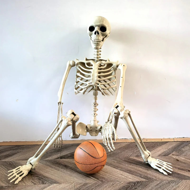 Realistic Life-Size Halloween Skeleton Prop