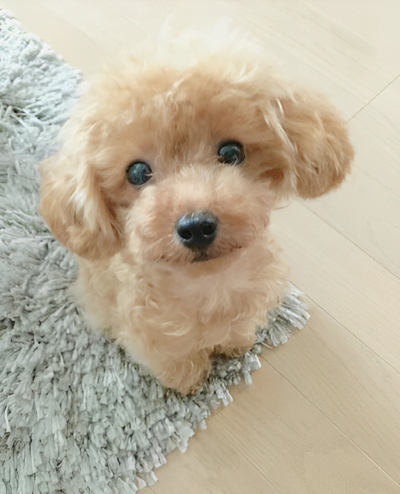 Cuddly Plush Canine Companion - Snuggles - Soft & Realistic