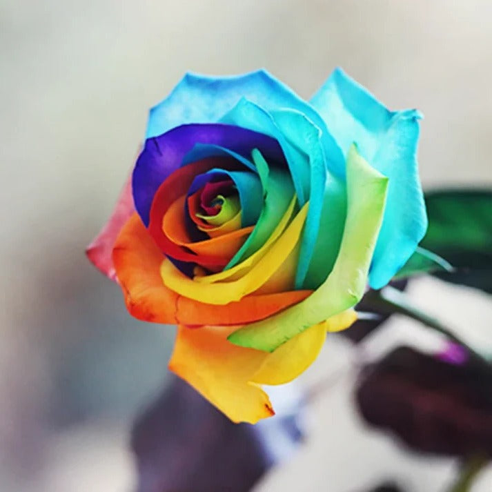 Vibrant Garden Rose Seeds - 25 Count