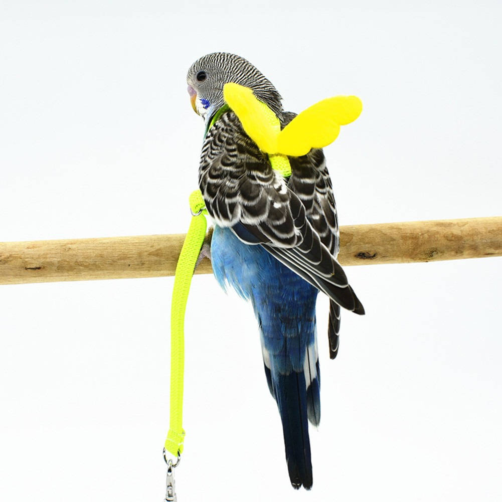 SafeFlight Parrot Harness for Outdoor Adventures