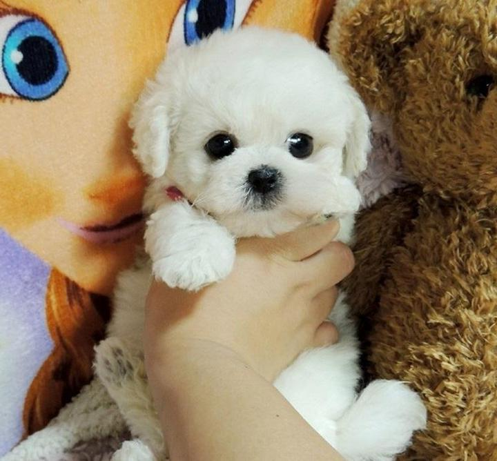 Lifelike Plush Puppy Companion | Cuddly Canine Friend