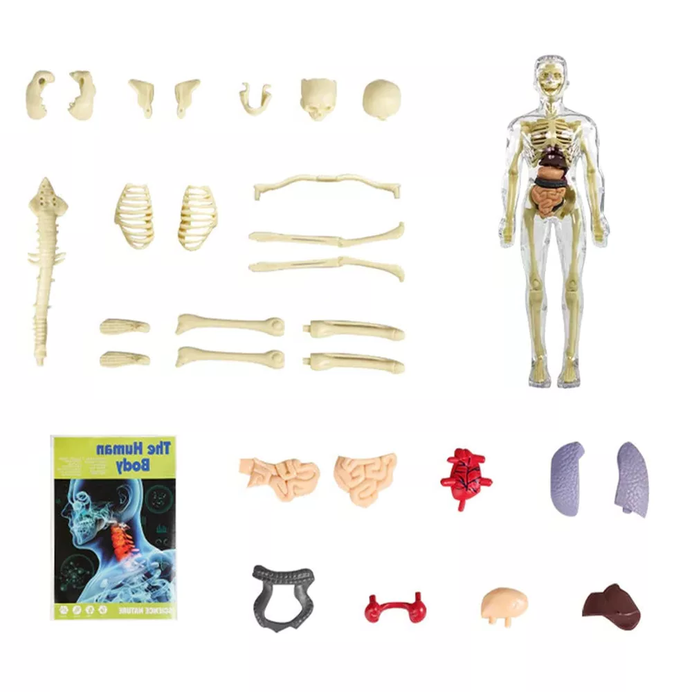 Interactive 3D Human Anatomy Model for Kids' Learning