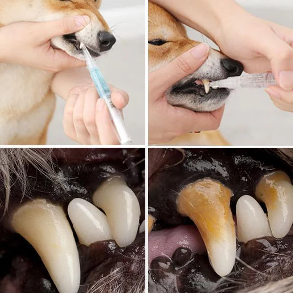 Comprehensive Dental Care for Your Pet's Health
