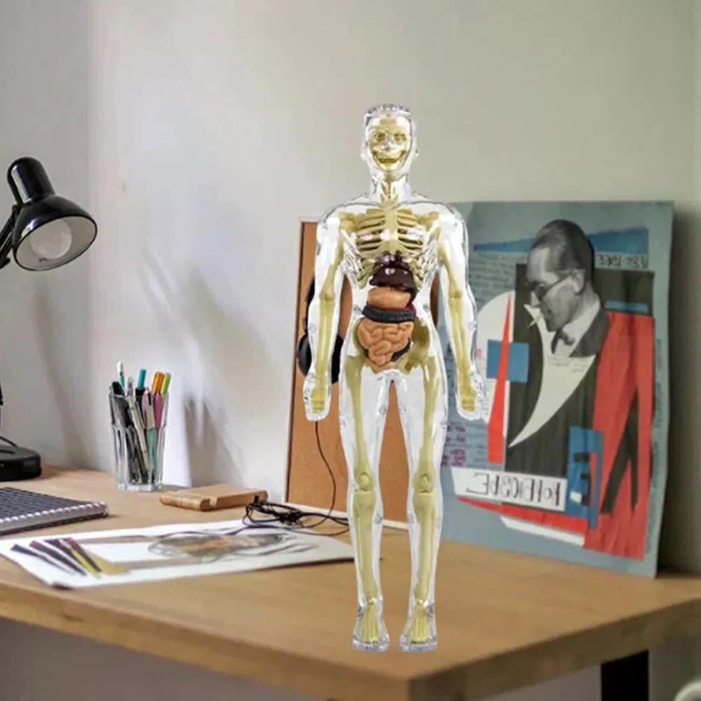 Interactive 3D Human Anatomy Model for Kids' Learning