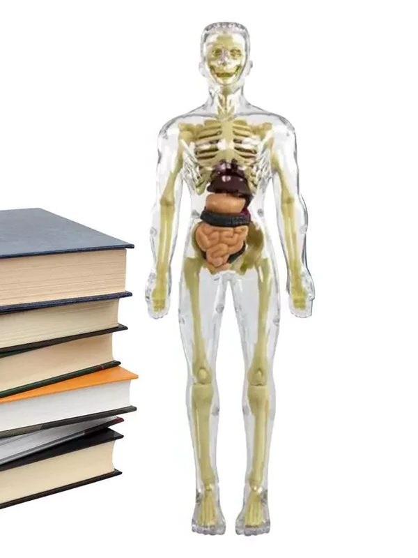 Interactive 3D Human Anatomy Model for Kids' Learning